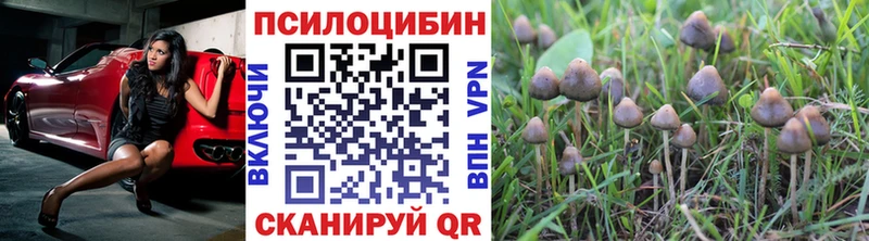 где купить   Лабинск  Галлюциногенные грибы Cubensis 